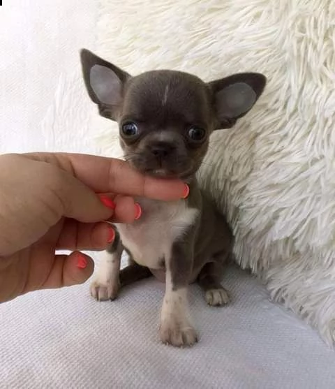 cucciolo di chihuahua in vendita dal proprietario