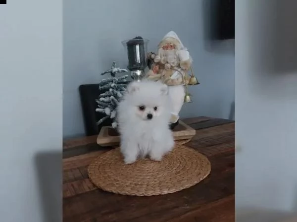 cuccioli di volpino pomerania | Foto 0
