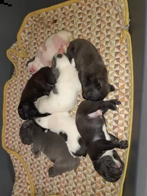 cuccioli bulldog francese