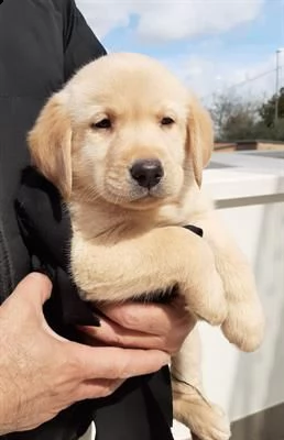 bellissimi cuccioli di labrador colore miele 