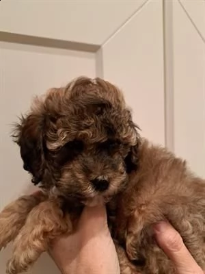 disponibili due cuccioli maschi di barboncino toy