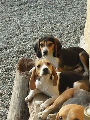 cuccioli beagle tricolore di 3 mesi in pronta consegna c