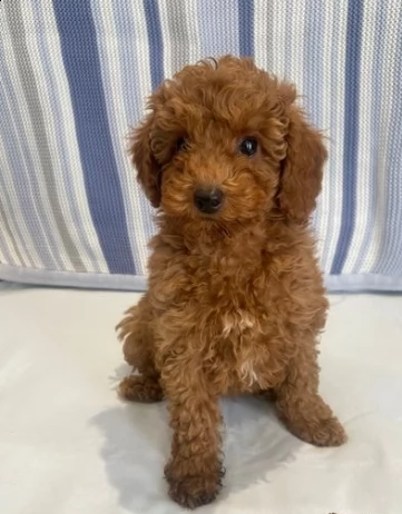 meravigliosi cuccioli di barboncino red | Foto 0