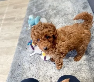 meravigliosi cuccioli di barboncino red