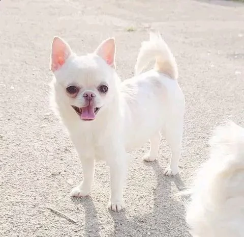 chihuahua