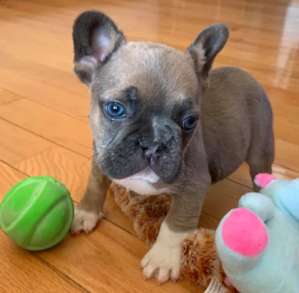 regalo cucciolo regalo bulldog inglese cuccioli disponibili cuccioli disponibili bulldog inglese cuc