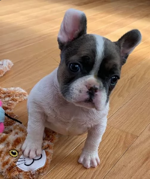 regalo toy cucciolo cuccioli di bull dog francese particolor