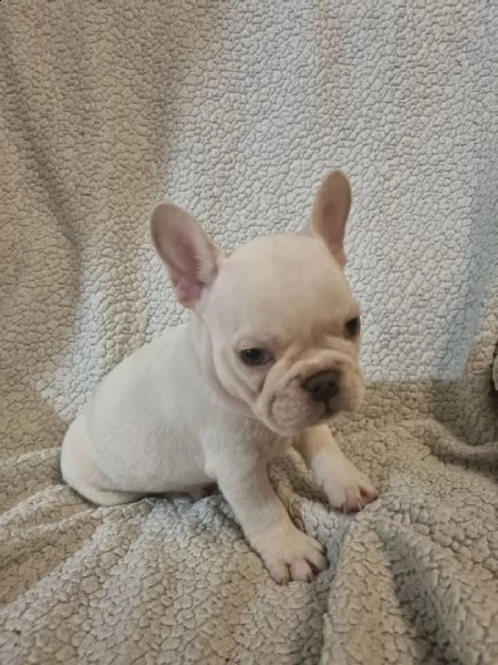 regalo cuccioli di bulldog frances 