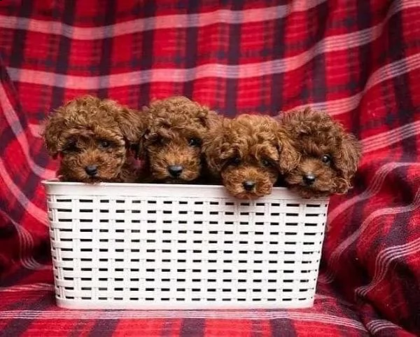 2regalo barboncino }{}{ | Foto 0