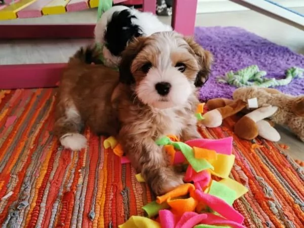 dolcissimi cuccioli di havanese | Foto 4