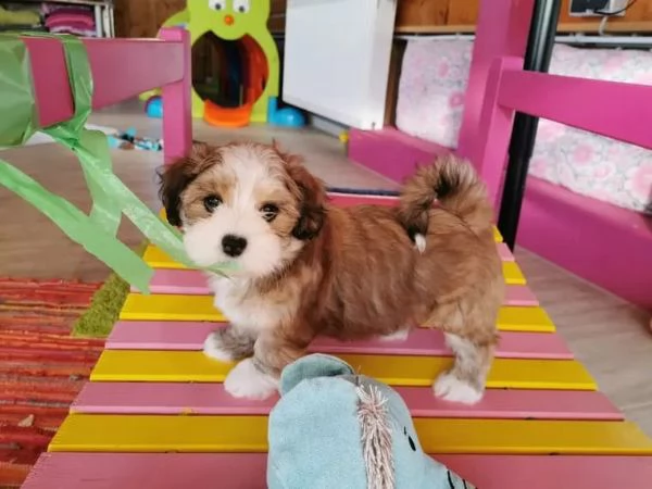 dolcissimi cuccioli di havanese | Foto 3
