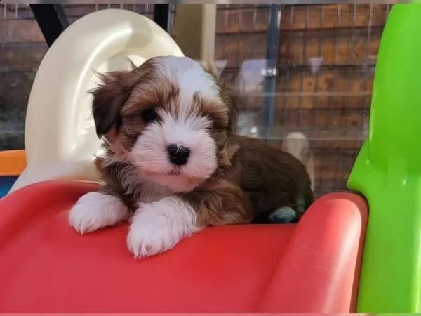 dolcissimi cuccioli di havanese | Foto 2