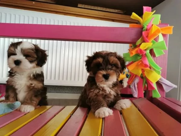 dolcissimi cuccioli di havanese