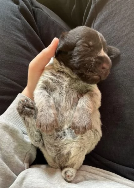 cuccioli di pointer tedesco a pelo duro in colore speciale | Foto 1