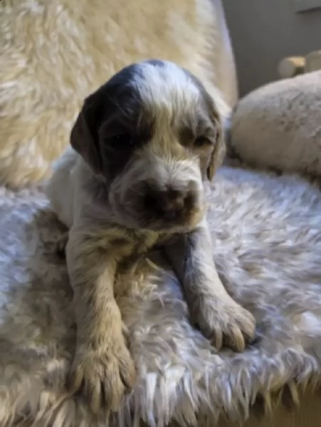 cuccioli di pointer tedesco a pelo duro in colore speciale