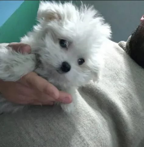 maltese toy[at][at][at][at][at][at]