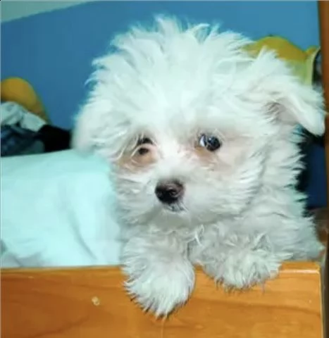 maltese toy[at][at][at][at][at][at] | Foto 0