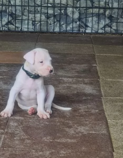 cuccioli di dogo argentino dall'allevatore | Foto 0