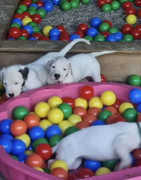 cuccioli di dogo argentino dall'allevatore