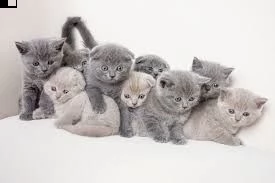cuccioli di british shorthair con pedigree
