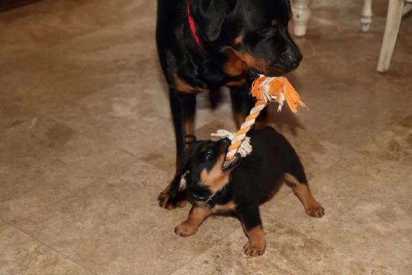 cucciolo rottweiler