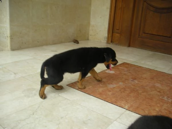cucciolo rottweiler | Foto 1