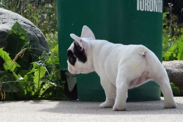 stupendi cuccioli di bouledogue francese  | Foto 0