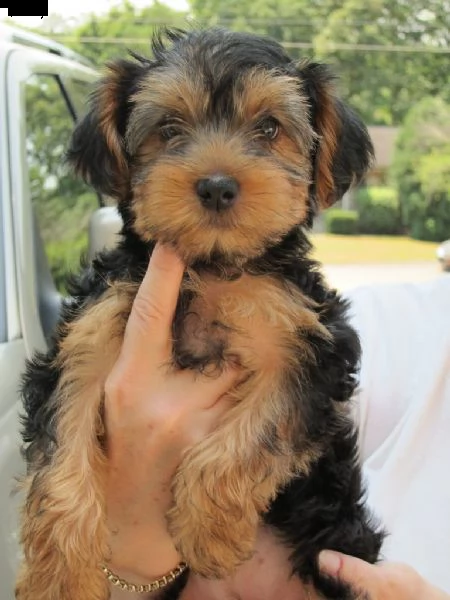 uccioli yorkshire piccola taglia