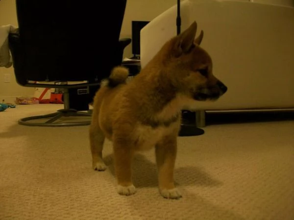 cuccioli shiba inu | Foto 0