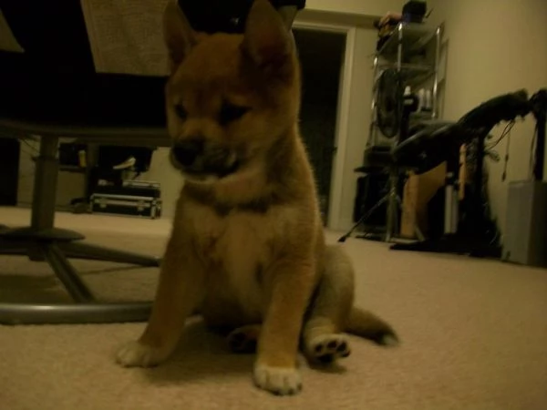 cuccioli shiba inu