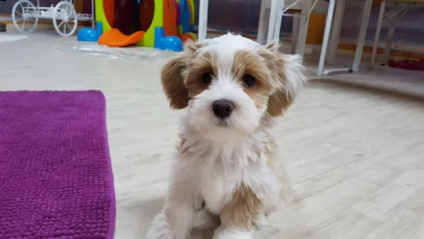 disponibili  cuccioli  di havanese