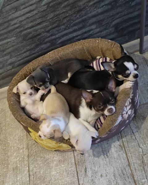 bellissimi cuccioli di chihuahua
