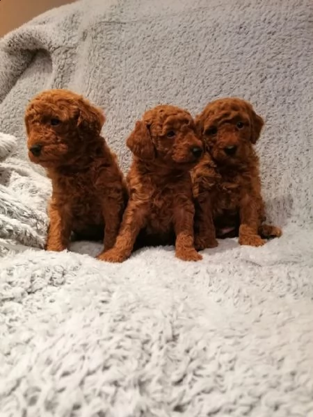 bellissimi cuccioli di barboncino