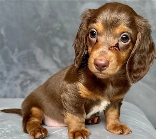 due cuccioli bassotto nano