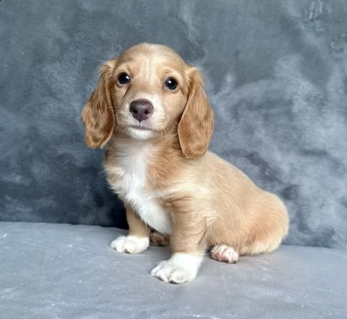 due cuccioli bassotto nano | Foto 0