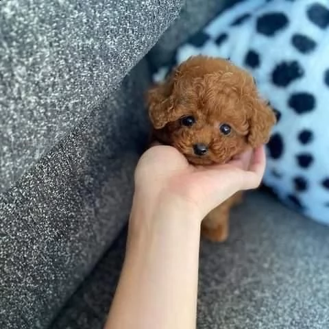 2regalo barboncino | Foto 0