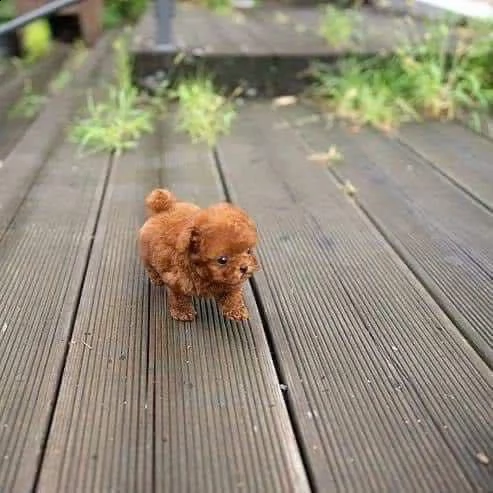 2regalo barboncino{ | Foto 0