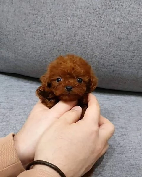 2regalo barboncino | Foto 0