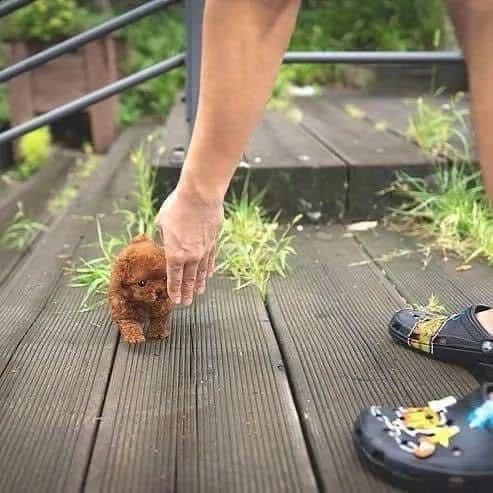 2regalo barboncino€ | Foto 0