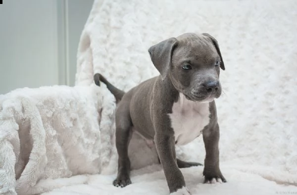 cuccioli di pitbull terrier