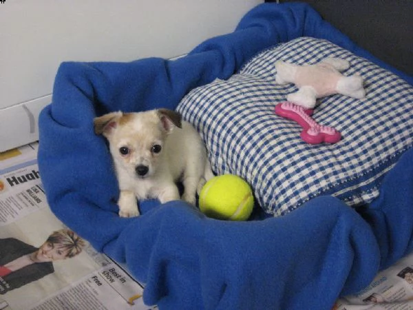 cuccioli di chihuahua