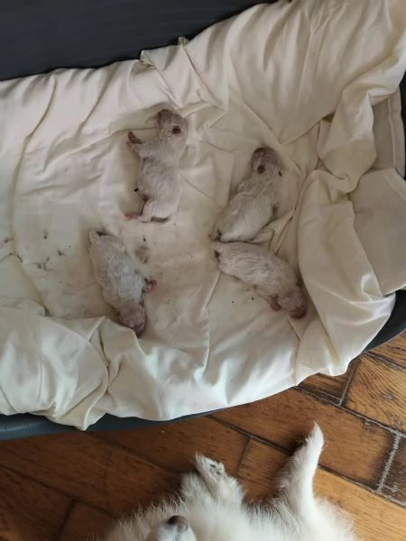 Splendidi cuccioli volpino di pomerania  | Foto 2