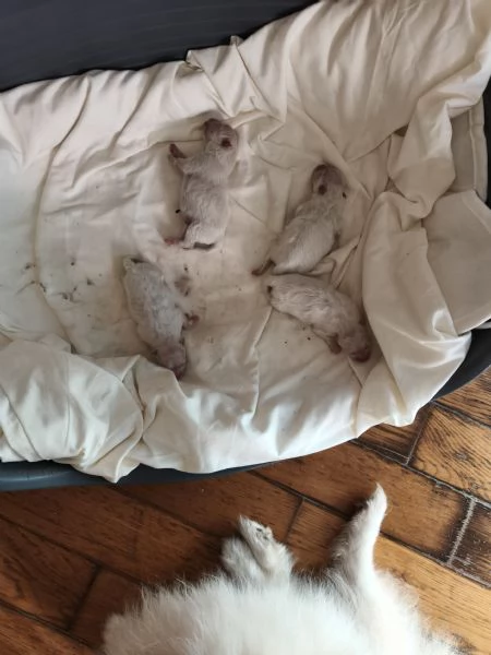 Splendidi cuccioli volpino di pomerania  | Foto 1