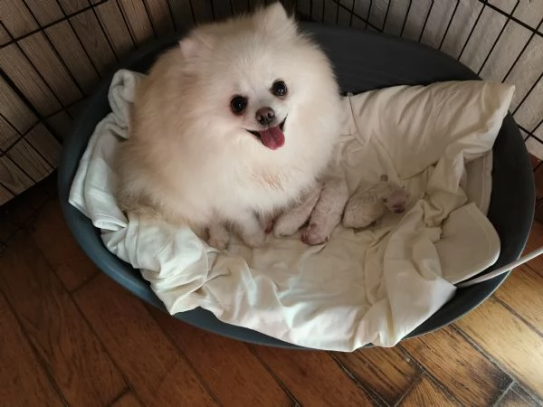 Splendidi cuccioli volpino di pomerania 