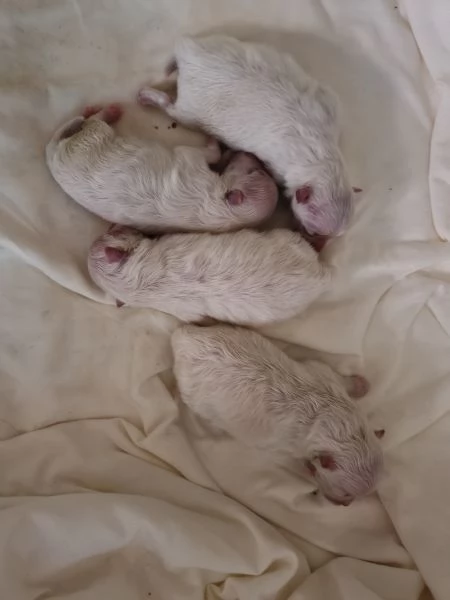 Splendidi cuccioli volpino di pomerania  | Foto 0