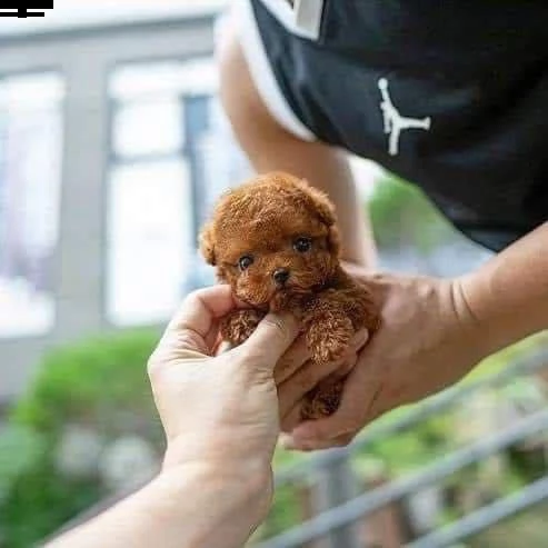 2regalo barboncino[][] | Foto 0