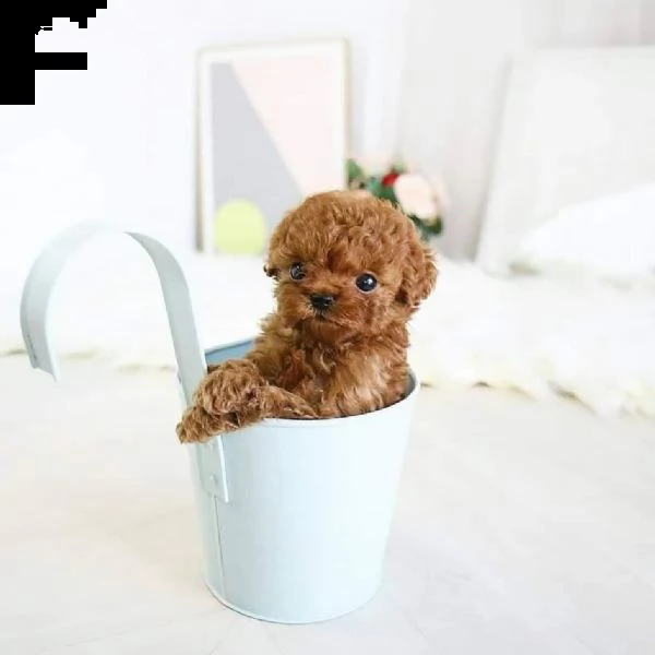 2regalo barboncino[][]