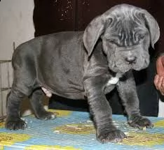 cuccioli di mastino napoletano