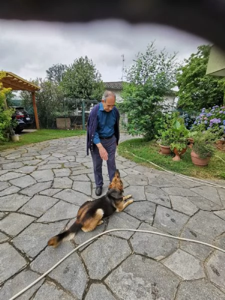 PASTORE TEDESCO 4 ANNI FEMMINA CERCA CASA NUOVO AMORE PADRONE | Foto 5
