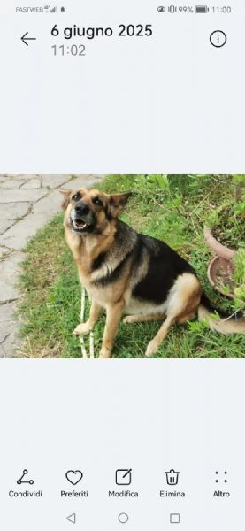 PASTORE TEDESCO 4 ANNI FEMMINA CERCA CASA NUOVO AMORE PADRONE | Foto 4